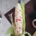泰系甜玉米，小花932