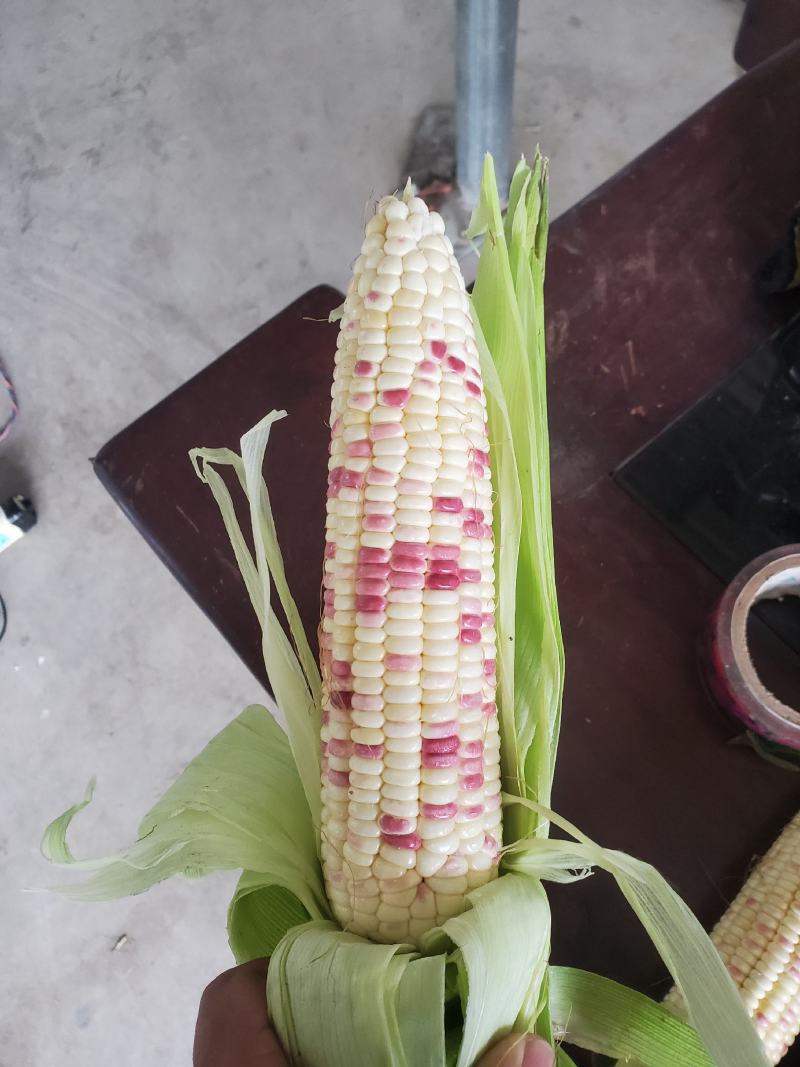 泰系甜玉米，小花932