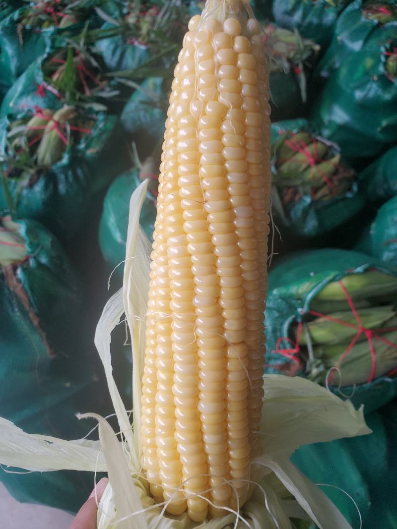 泰系甜玉米，小花932