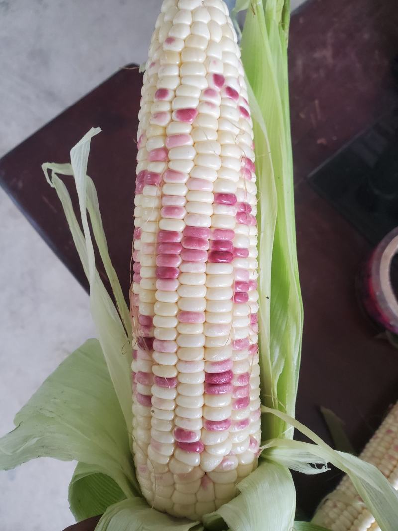 泰系甜玉米，小花932