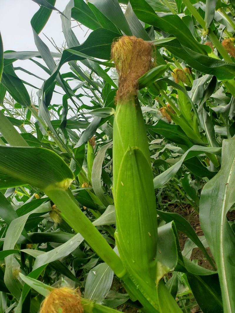 泰系甜玉米，小花932