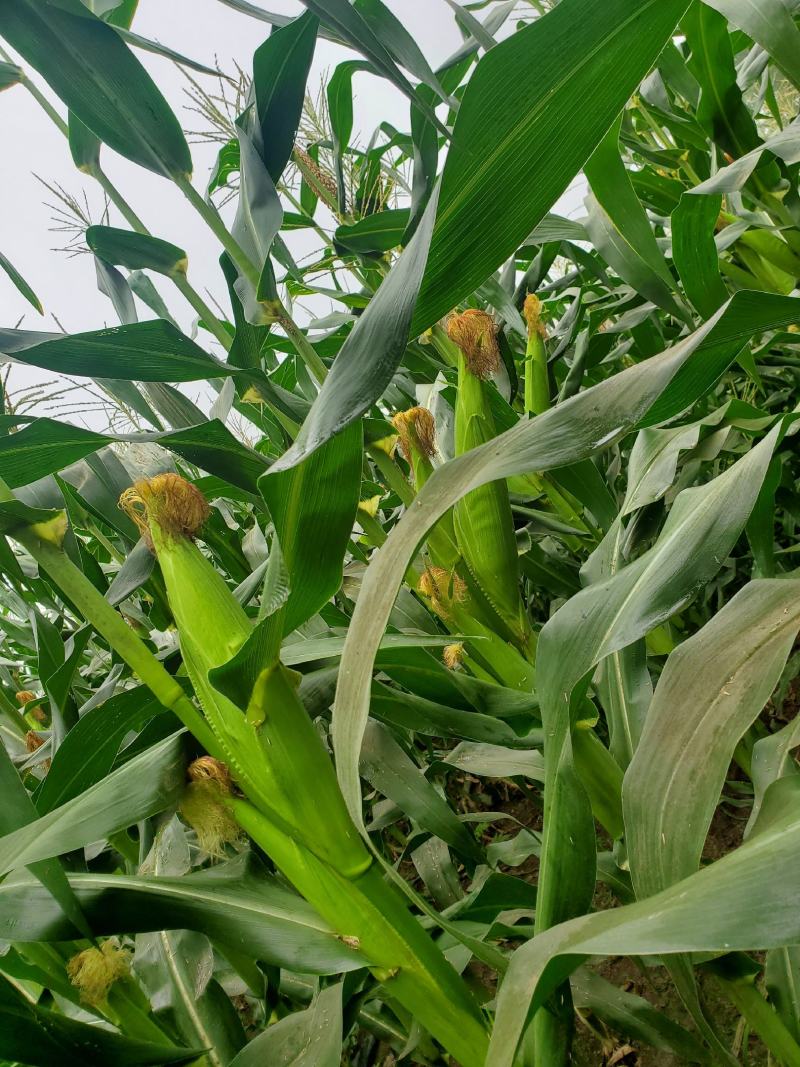 泰系甜玉米，小花932