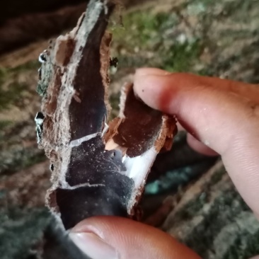 批发贵州野生本地杜仲皮，新货直批，大量供应欢迎订购