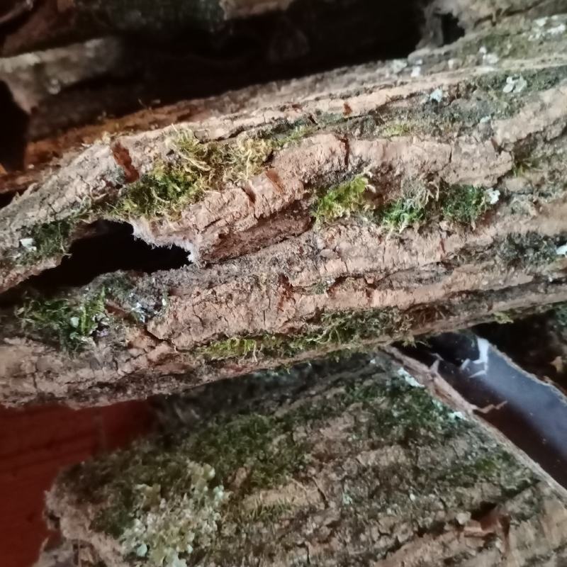 批发贵州野生本地杜仲皮，新货直批，大量供应欢迎订购