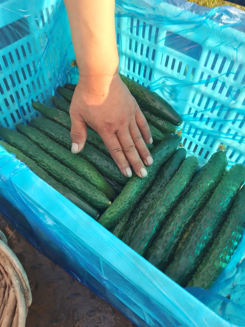 襄城县崔结实代收各种疏菜瓜果，精品黄瓜正在上市中招商