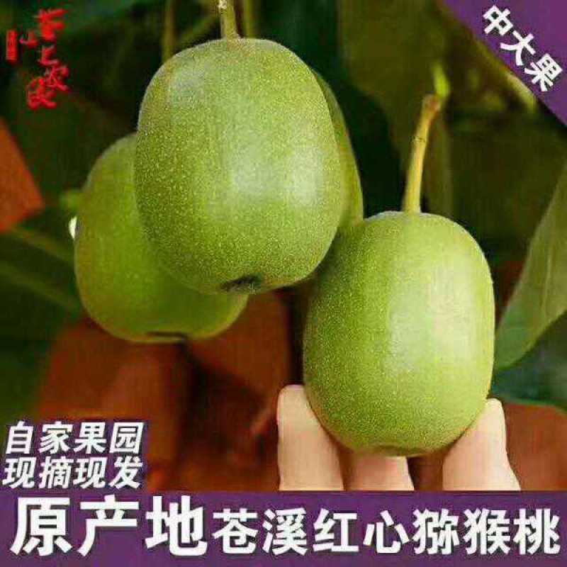 一件代发苍溪红心猕猴桃包邮也可组织代办地头价可讲