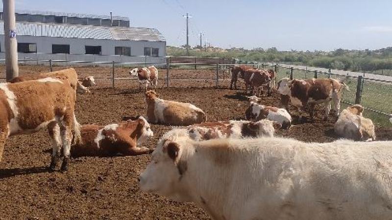 鲜牛肉，西门塔尔公牛每天现宰【内蒙古】牧场直供，每天现宰