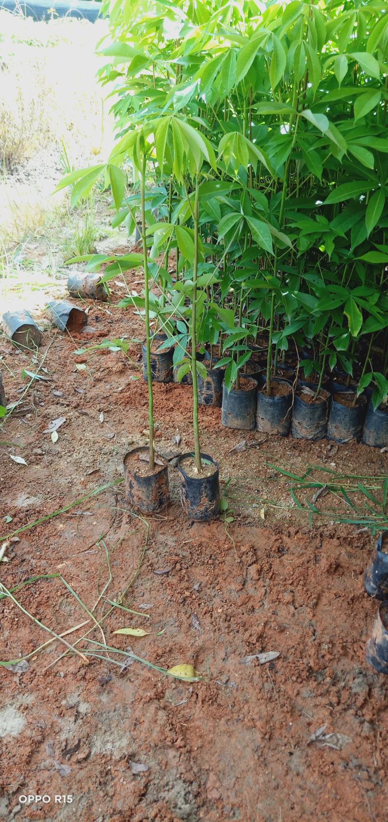 大腹木棉木苗工程苗绿化苗公园院子种植树苗庭院种植苗
