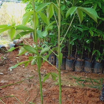 大腹木棉木苗工程苗绿化苗公园院子种植树苗庭院种植苗