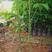 大腹木棉木苗工程苗绿化苗公园院子种植树苗庭院种植苗