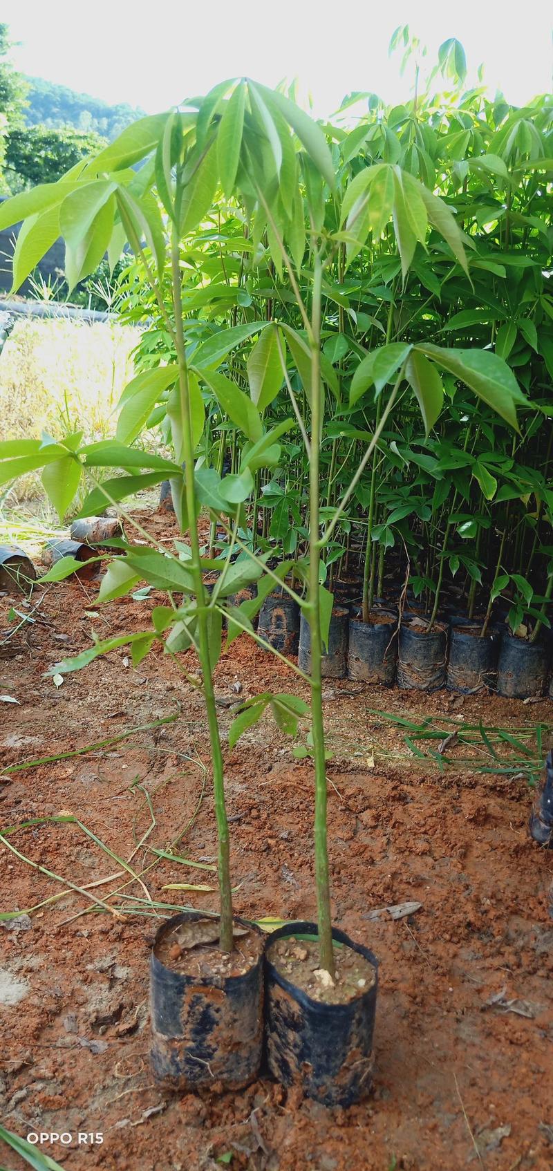 大腹木棉木苗工程苗绿化苗公园院子种植树苗庭院种植苗