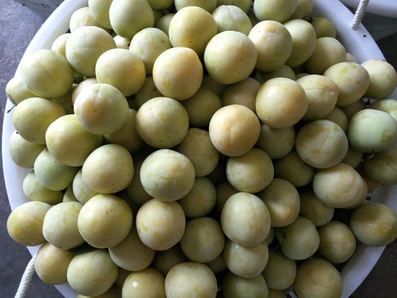 桃花李《桃形李》四川特产，果味纯甜无酸，耐运输，一件代发