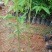 大腹木棉木苗工程苗绿化苗公园院子种植树苗庭院种植苗
