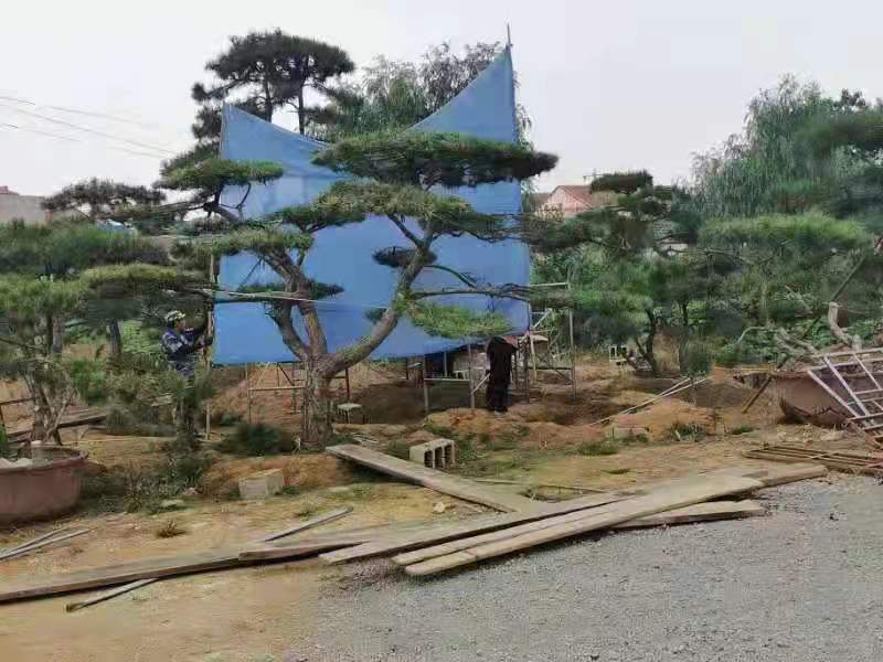 精品造型松造型黑松庭院松盆景平顶松迎客松