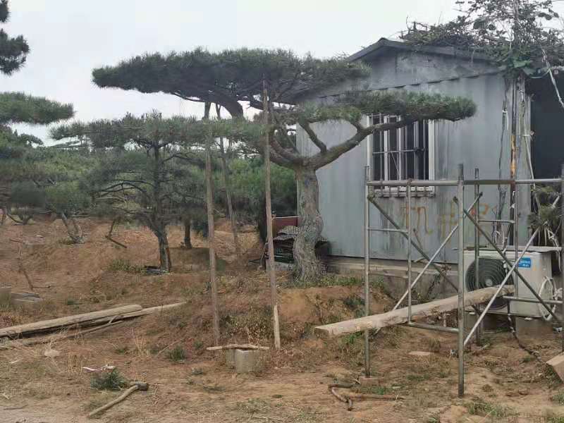 精品造型松造型黑松庭院松盆景平顶松迎客松