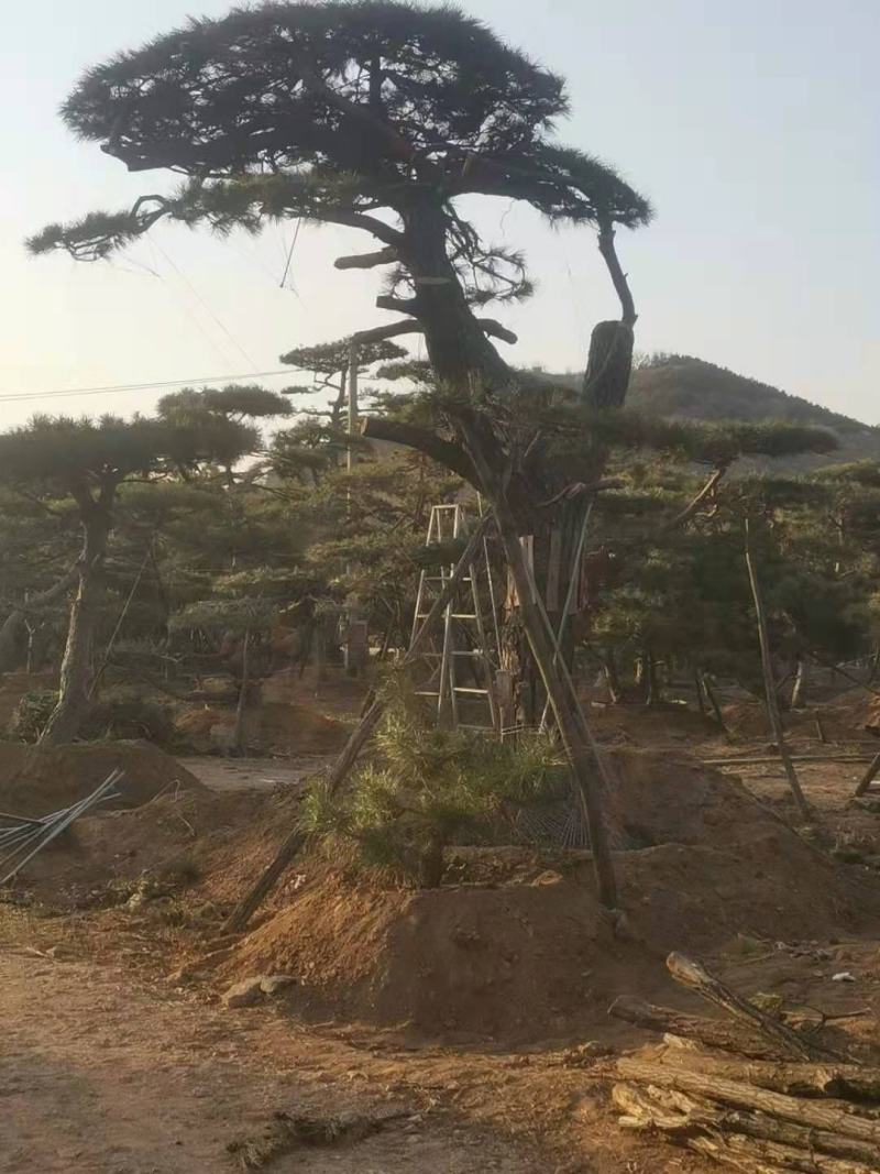 精品造型松造型黑松庭院松盆景平顶松迎客松