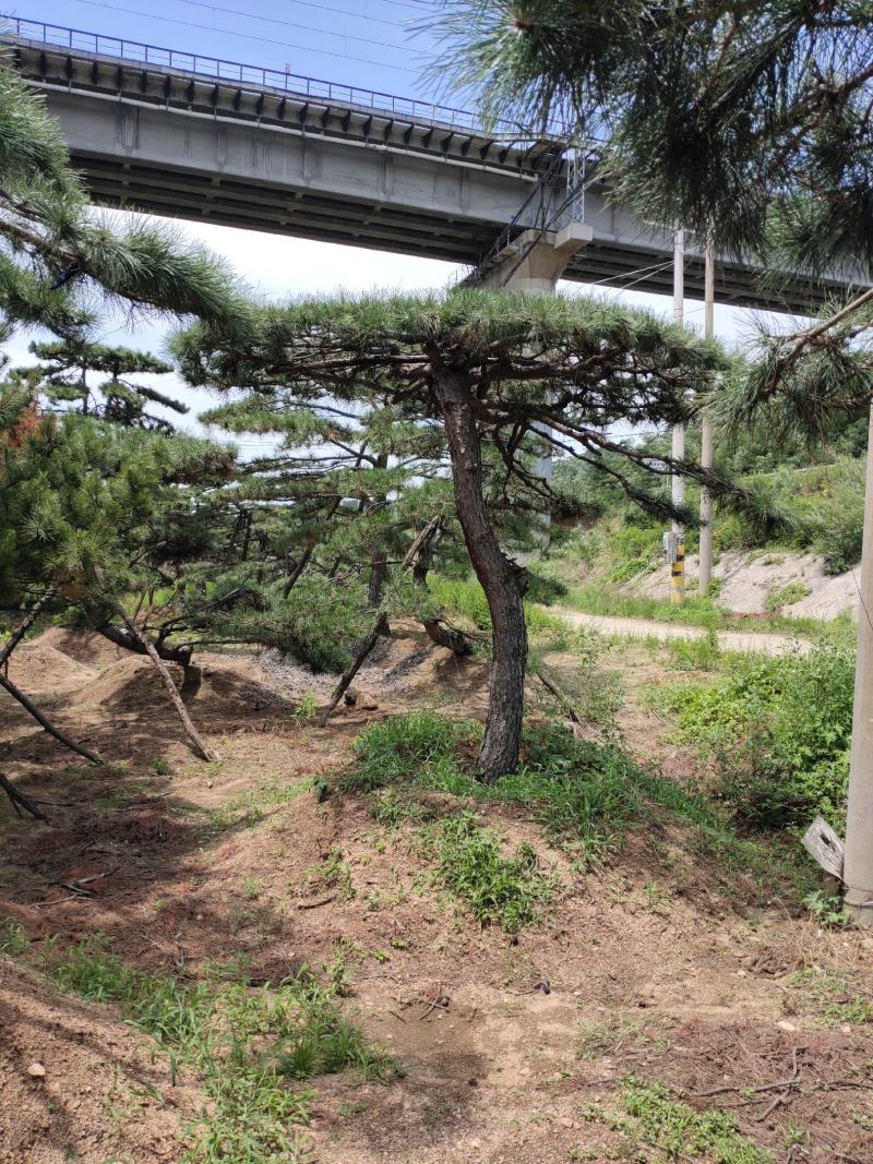 精品造型松造型黑松庭院松盆景平顶松迎客松