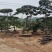 精品造型松造型黑松庭院松盆景平顶松迎客松