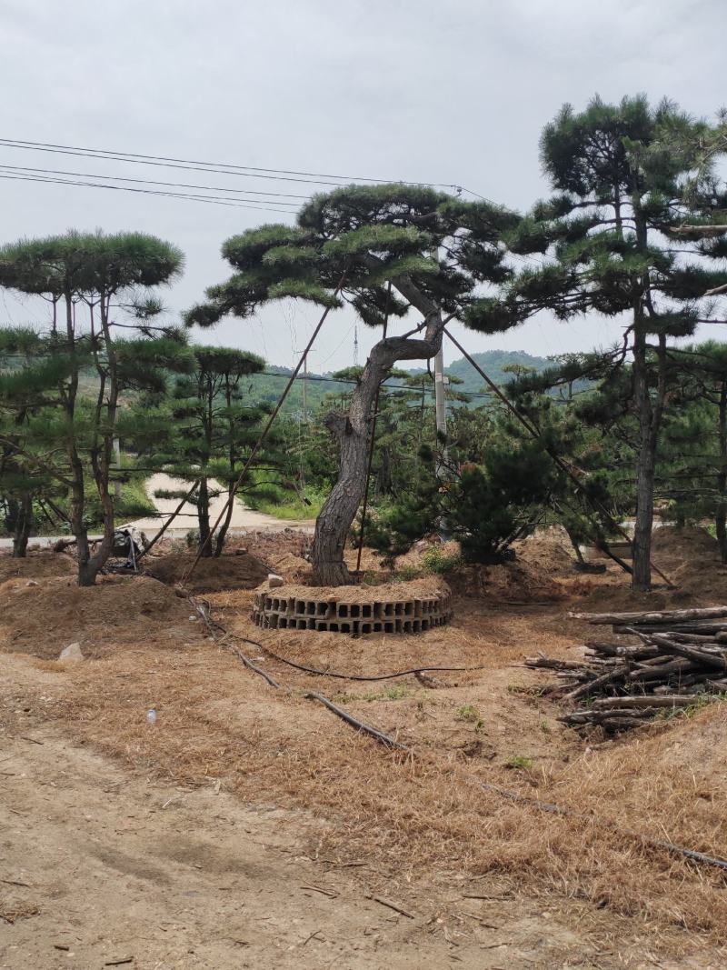 精品造型松造型黑松庭院松盆景平顶松迎客松