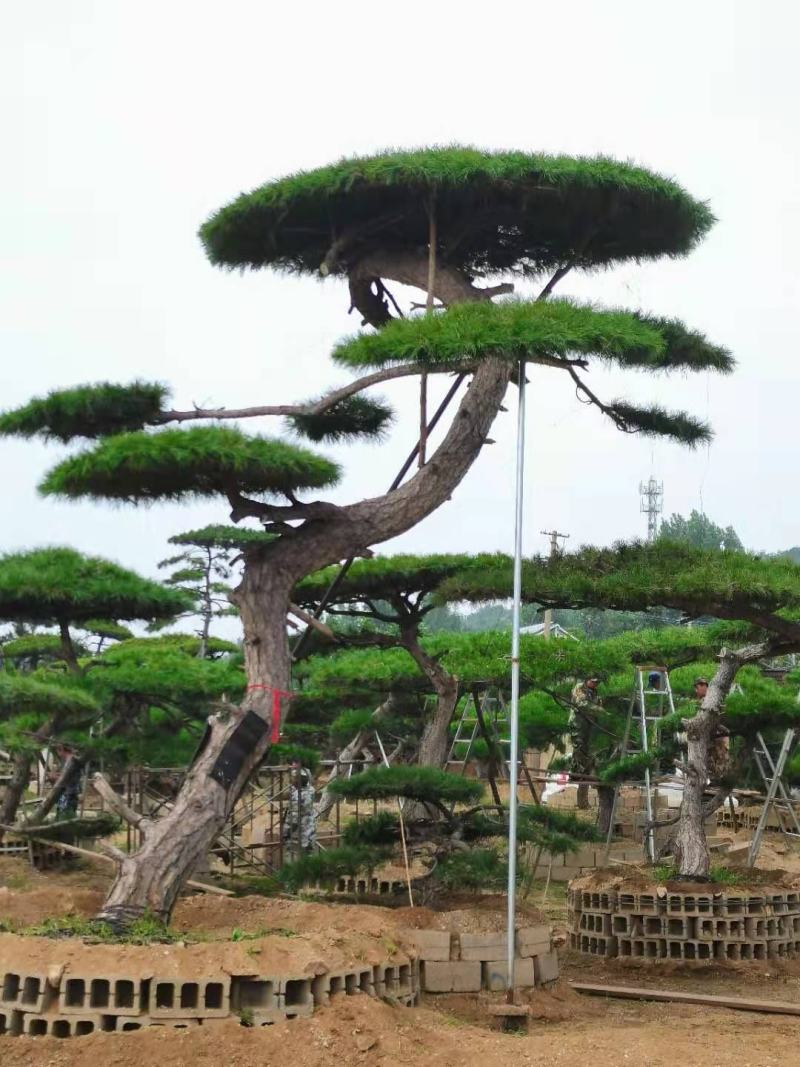山东造型油松，造型黑松，迎客松，泰山松，平顶松当天发货