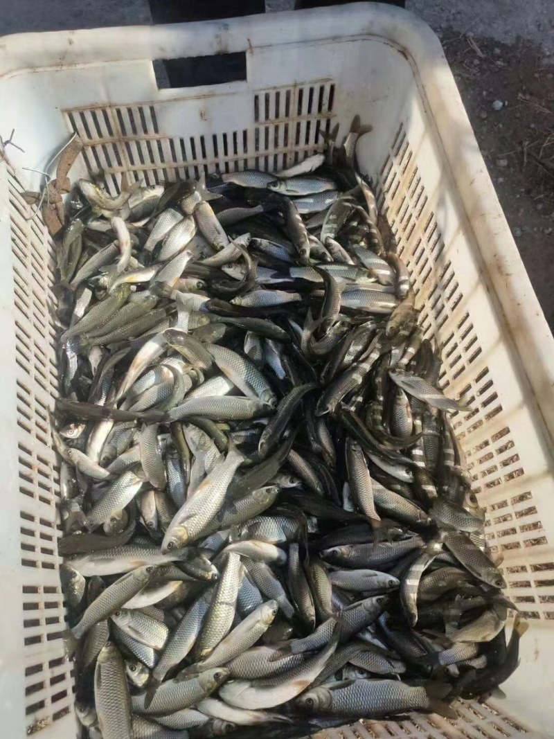 草鱼苗