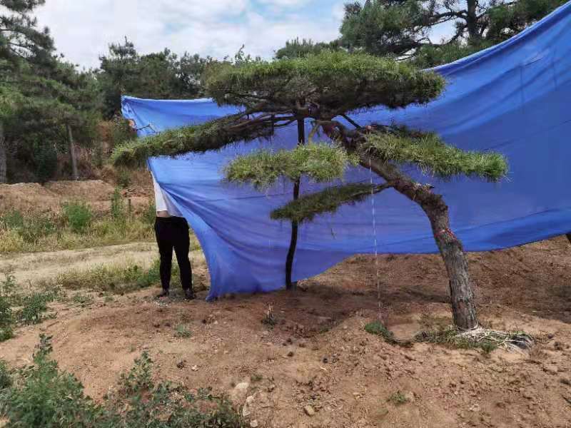 精品造型松造型黑松庭院松盆景平顶松迎客松