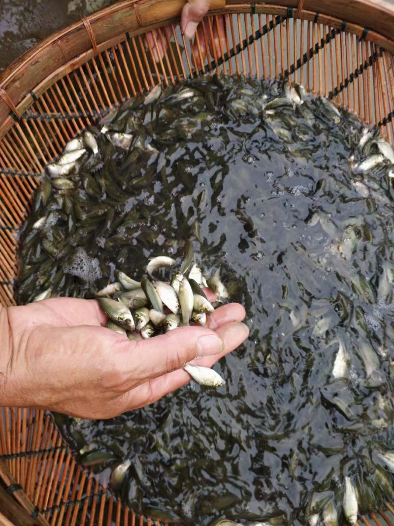 鲤鱼苗