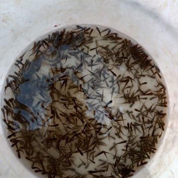鲤鱼苗