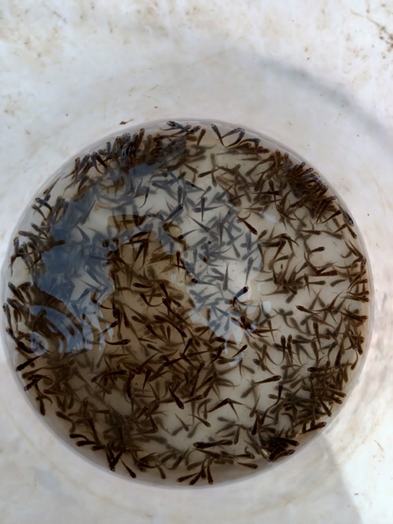 鲤鱼苗
