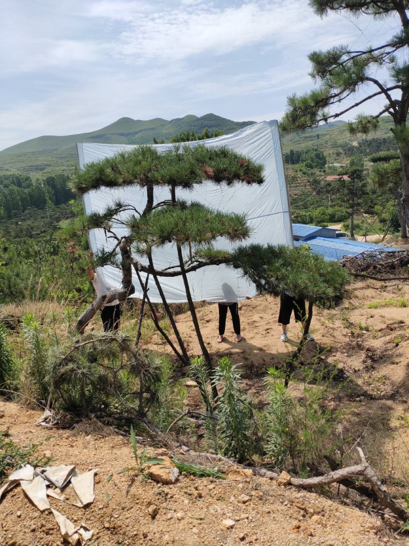 精品造型松造型黑松庭院松盆景平顶松迎客松