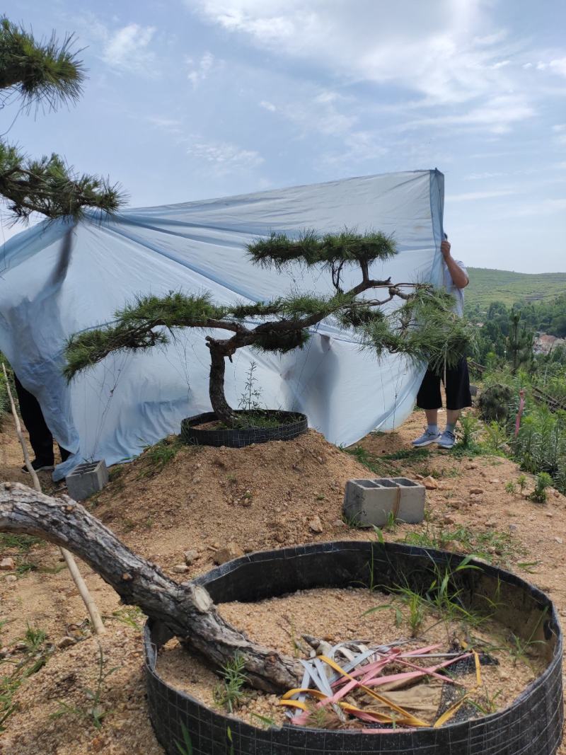 精品造型松造型黑松庭院松盆景平顶松迎客松
