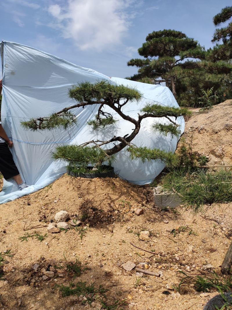 精品造型松造型黑松庭院松盆景平顶松迎客松