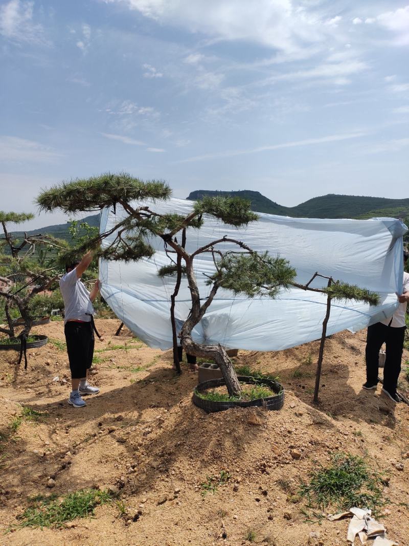 精品造型松造型黑松庭院松盆景平顶松迎客松