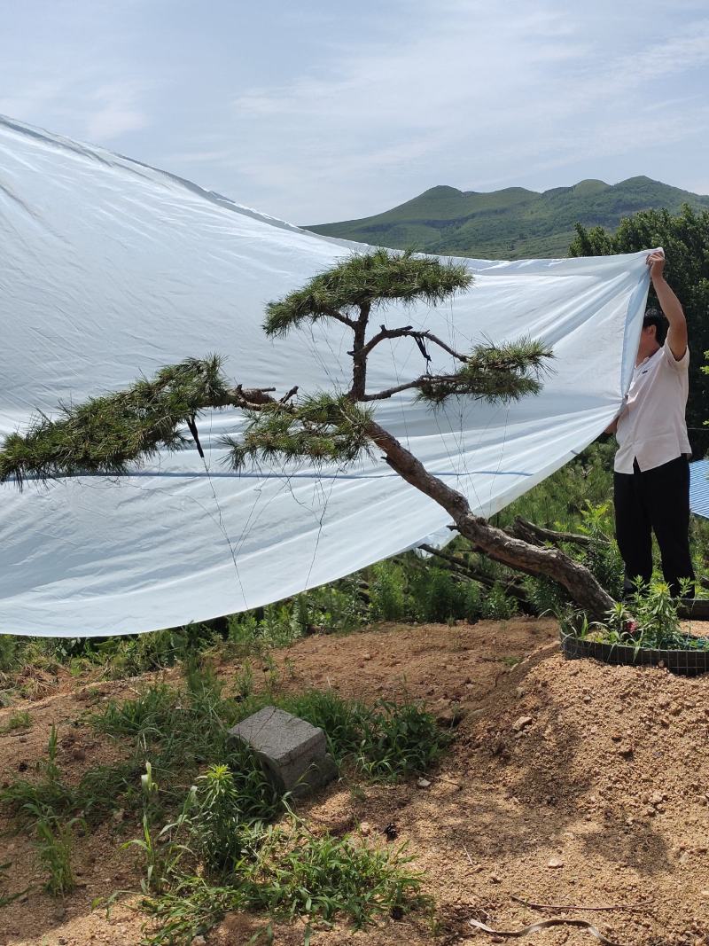精品造型松造型黑松庭院松盆景平顶松迎客松