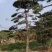 精品造型松造型黑松庭院松盆景平顶松迎客松