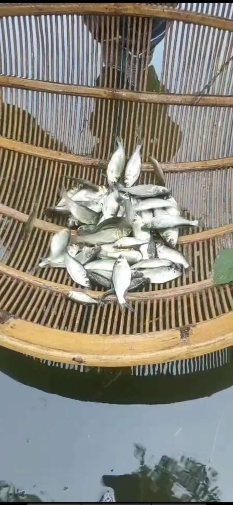 鲢鱼苗