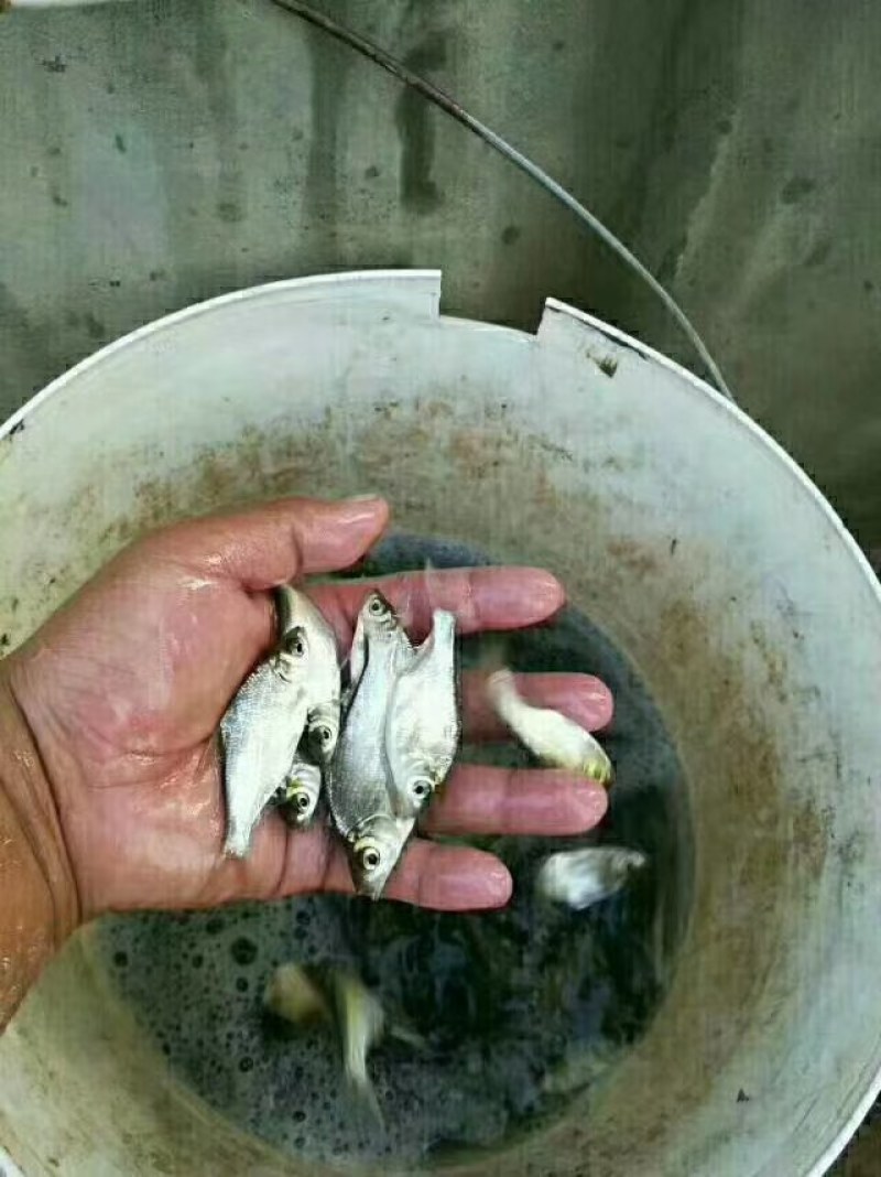 鲢鱼苗