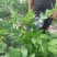 蓝莓