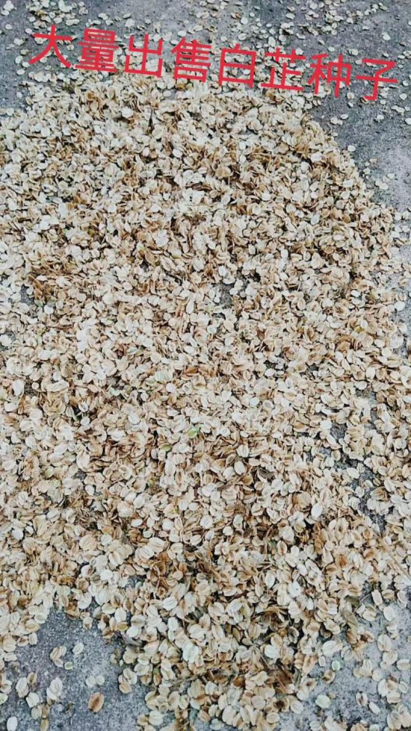 当年白芷种子，新鲜货好，发芽率高