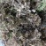 当年白芷种子，新鲜货好，发芽率高