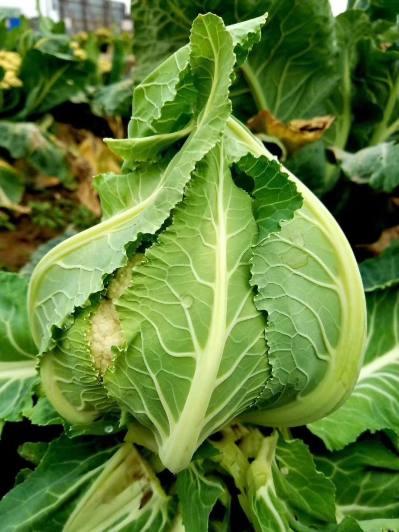 免盖菜花种子花菜种子正宗自抱叶紧花菜种子免盖花菜花种子