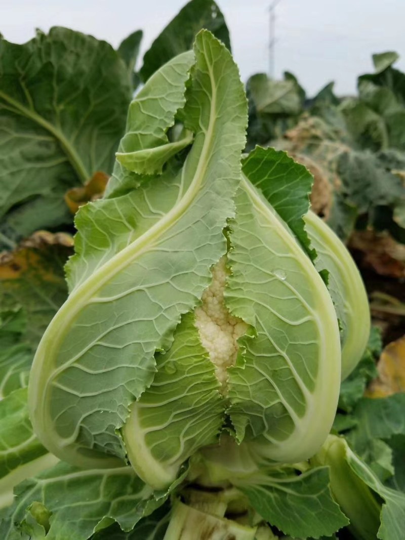 免盖菜花种子花菜种子正宗自抱叶紧花菜种子免盖花菜花种子