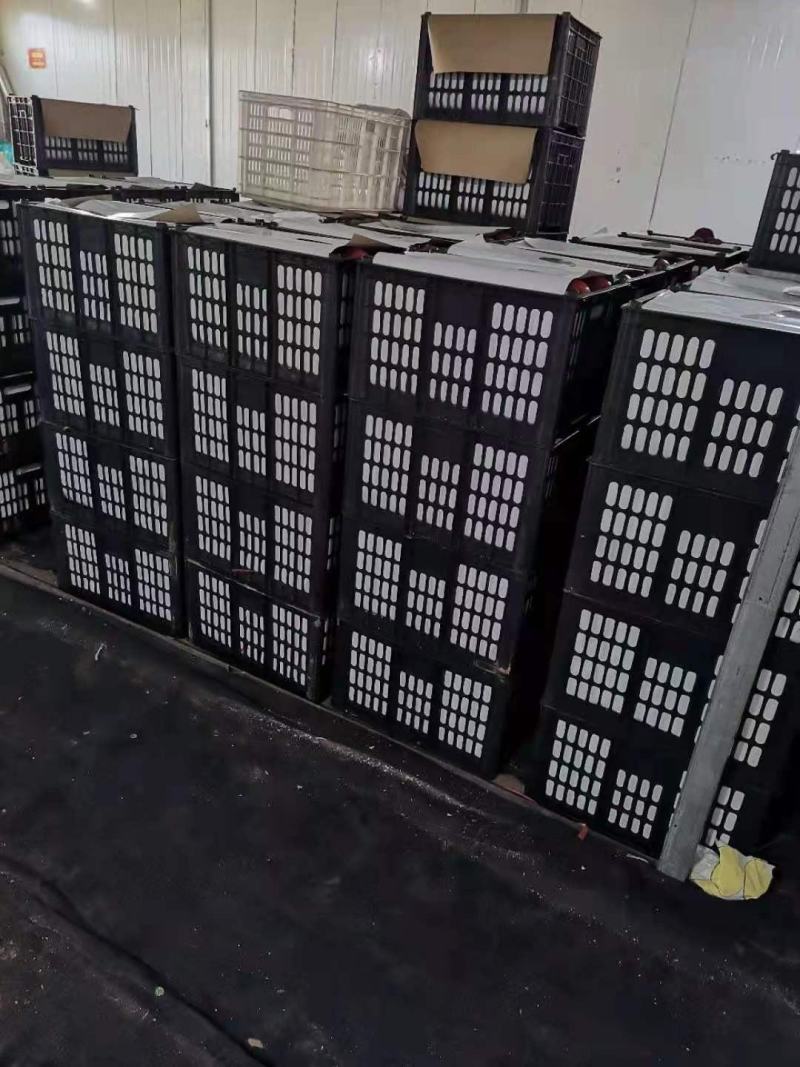 西红柿