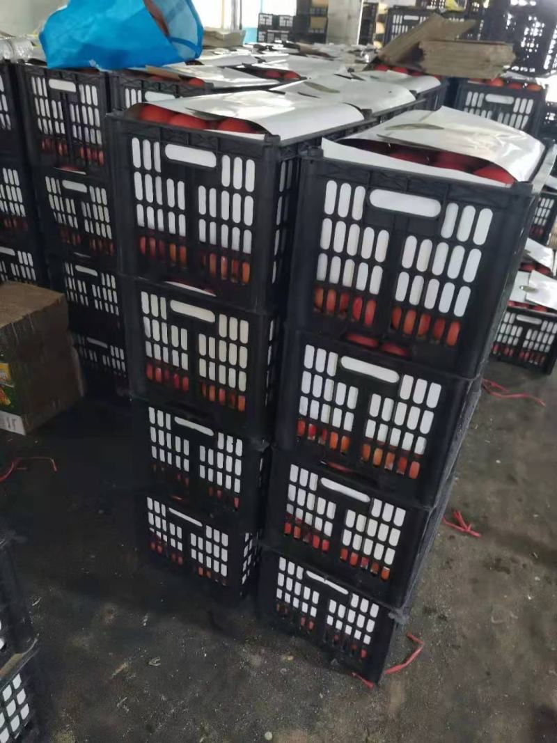 西红柿