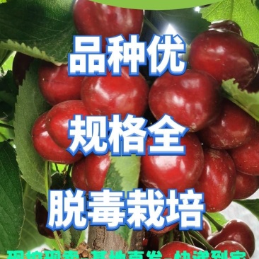 一根棍带花芽美植袋矮化樱桃树，当年栽植当年结果，成活率高