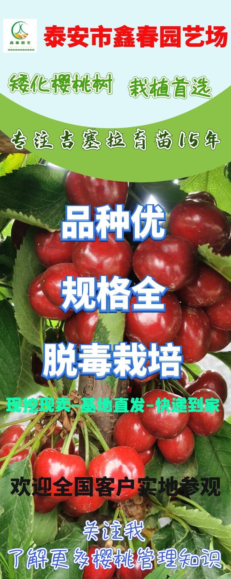 一根棍带花芽美植袋矮化樱桃树，当年栽植当年结果，成活率高