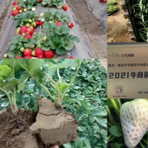 甜宝草莓苗，脱毒苗基地批发价保证品种保证质量