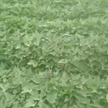 西瓜红蜜暑