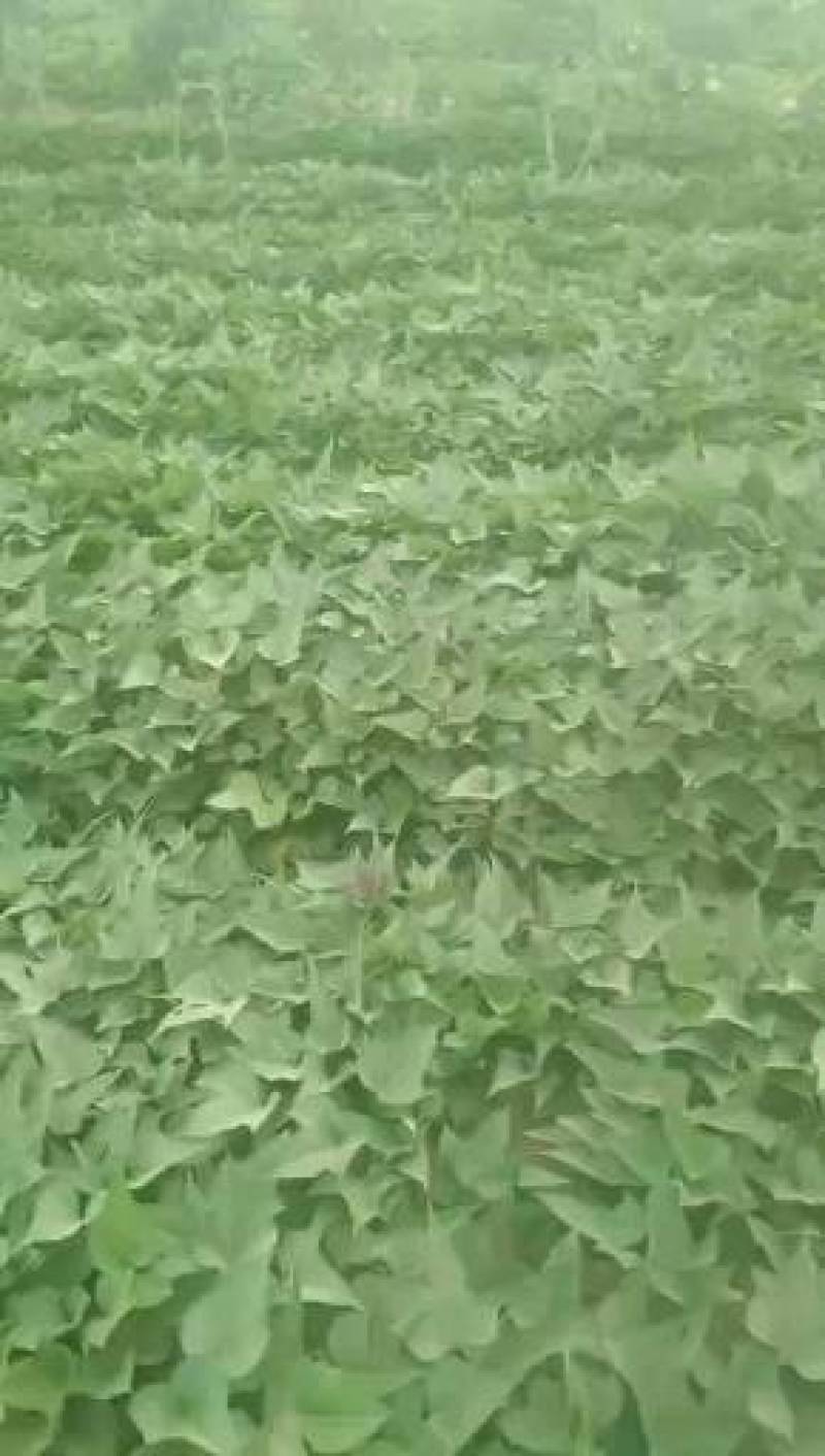 西瓜红蜜暑