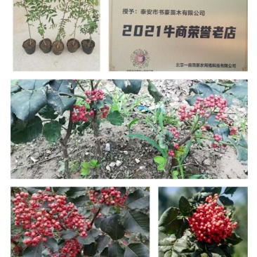花椒苗嫁接无刺花椒苗，大红袍花椒苗，狮子头，保证品种